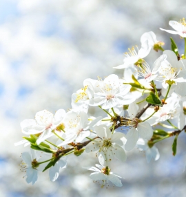 selective focus photography of white cherry blossom flowers
