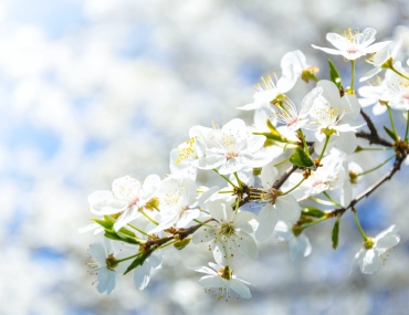 selective focus photography of white cherry blossom flowers