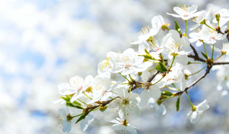 selective focus photography of white cherry blossom flowers